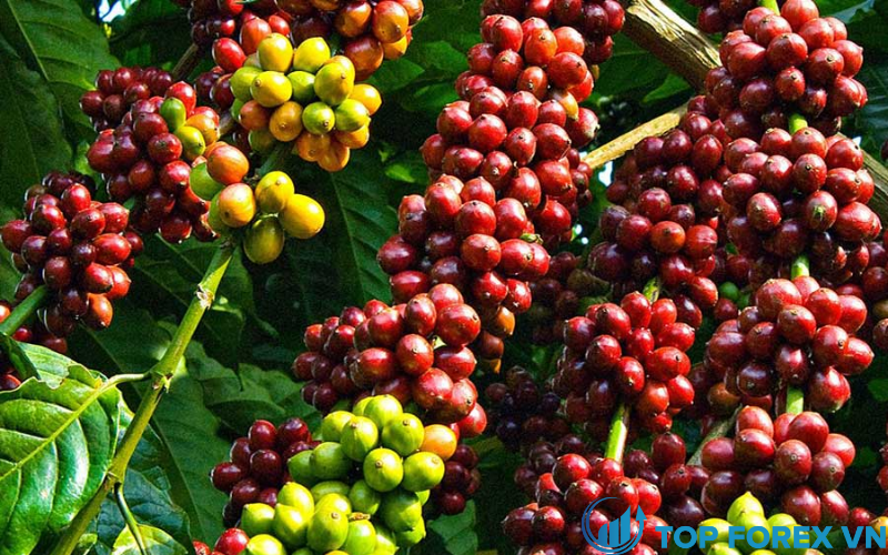 Giá cà phê arabica kỳ hạn tăng lên mức cao