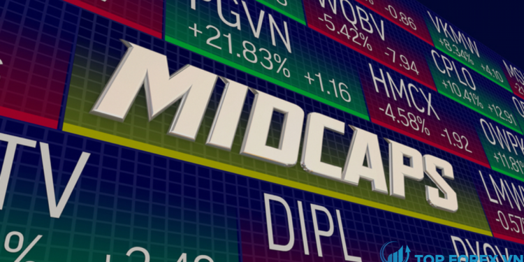 Cổ phiếu Midcap là gì Cách chọn cổ phiếu Midcap